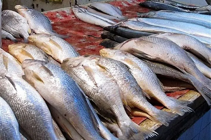 قیمت ماغ قیمت ماهی
