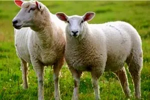 گوسفند زنده را چگونه خریداری کنیم؟