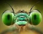 (ویدئو) تصاویر باورنکردنی از حشرات به کمک لنز ماکرو