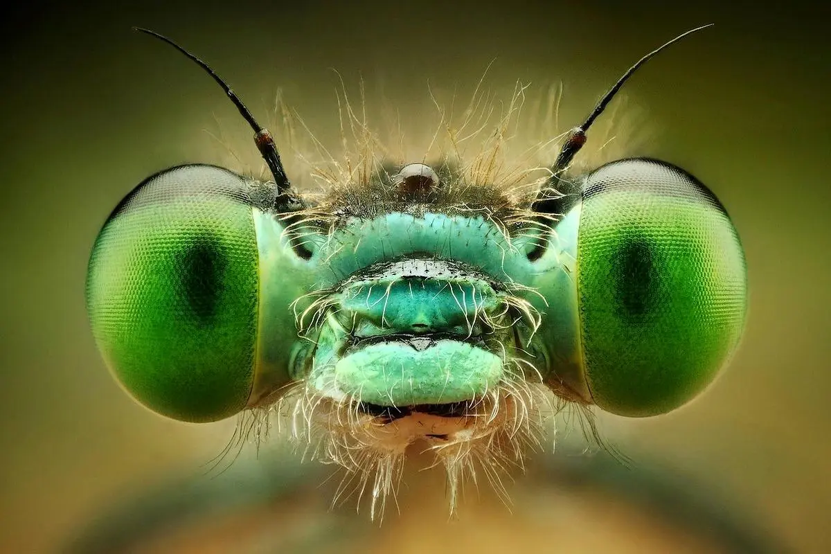 (ویدئو) تصاویر باورنکردنی از حشرات به کمک لنز ماکرو