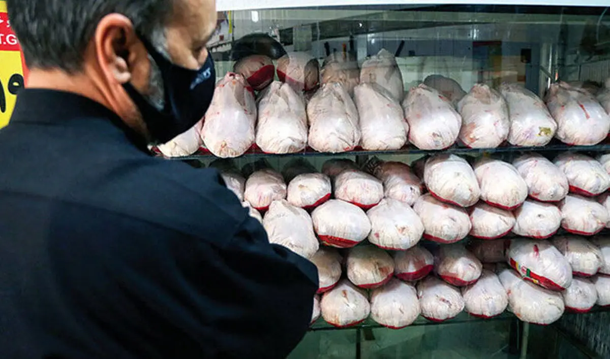 زور مردم به قیمت مرغ نرسید | صادرات مرغ به بازار عراق