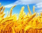 خرید تضمینی بیش از 7 میلیون تن گندم با عاملیت بانک کشاورزی