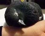کبوتر مادری که از سرما یخ زده اما نگذاشته بچه‌اش یخ بزند + فیلم دردناک