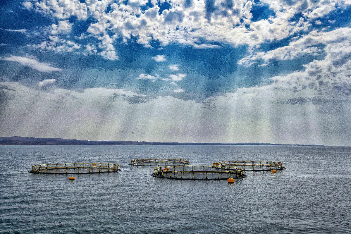 بهره برداری از 3 پروژه پرورش ماهی در دریا با هدف افزایش محصولات صادرات محور