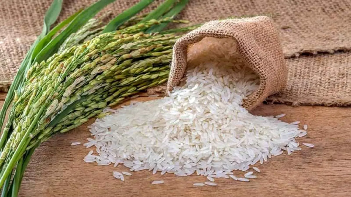 قیمت برنج | قیمت برنج 10 مردادماه 1401 | قیمت برنج ایرانی و خارجی امروز چند شد؟
