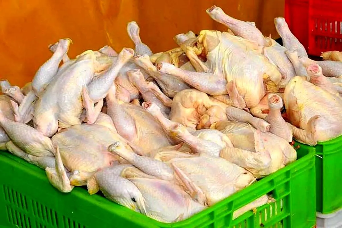 بروزرسانی قیمت مرغ در اولین روز هفته | جدول قیمت مرغ