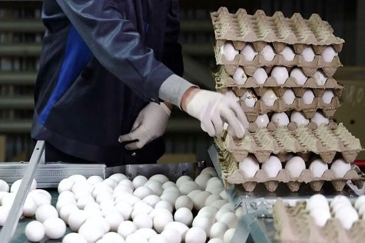 قیمت تخم مرغ از ۴ هزار تومان عبور کرد / قیمت تخم مرغ بسته بندی در بازار