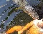 ببینید | حمله تمساح بزرگ به روستای ریکوکش پس از بارندگی شدید
