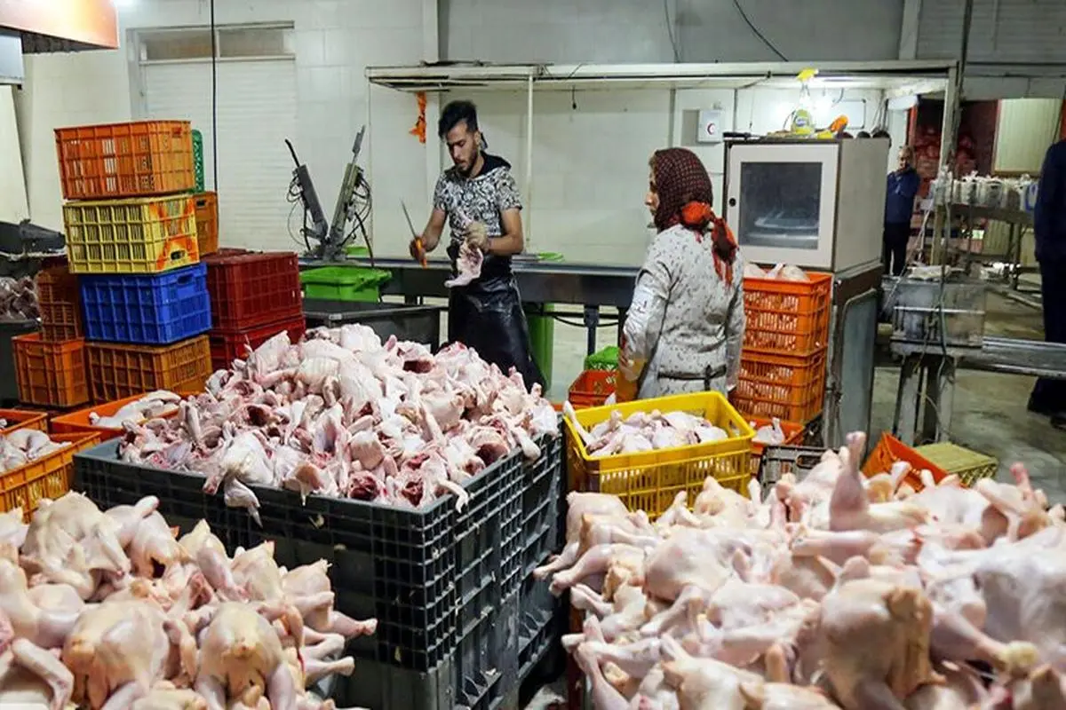 قیمت مرغ در سراشیبی بی پولی افتاد | قیمت مرغ امروز 29 اردیبهشت 1401