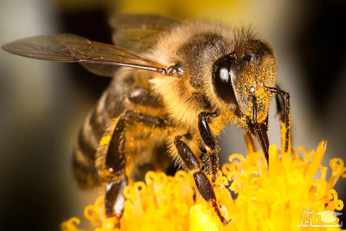 شگرد قاچاقچی برای حمل ۱۱۰۰ زنبور در زیر پیراهن+عکس
