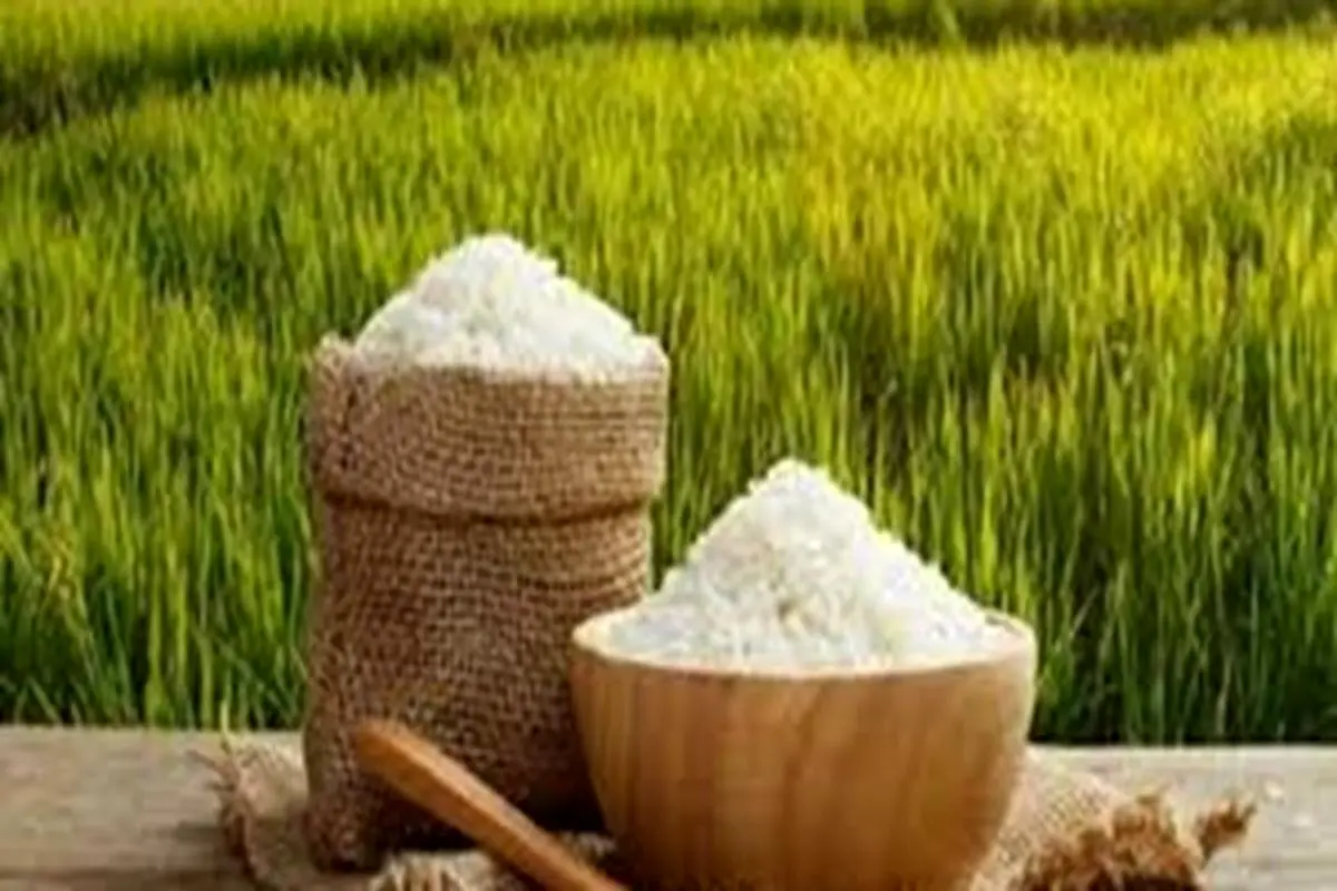 اخبار اقتصادی| لیست قیمت برنج های موجود در بازار | تغییرات جشمگیر قیمت برنج