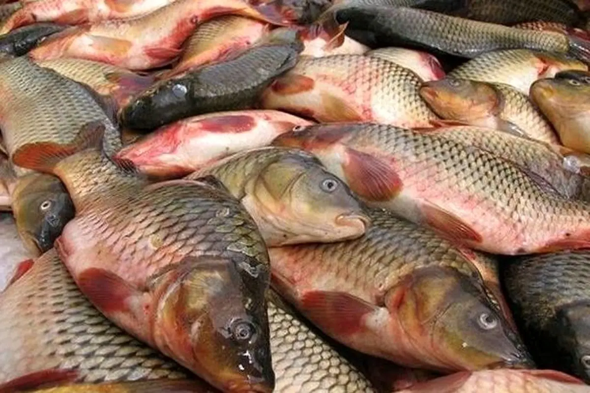 اخبار اقتصادی| قیمت ماهی در بازار چند؟ | جدول قیمت انواع ماهی