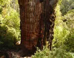 ببینید| سرو شیلیایی، قدیمی ترین درخت زنده جهان