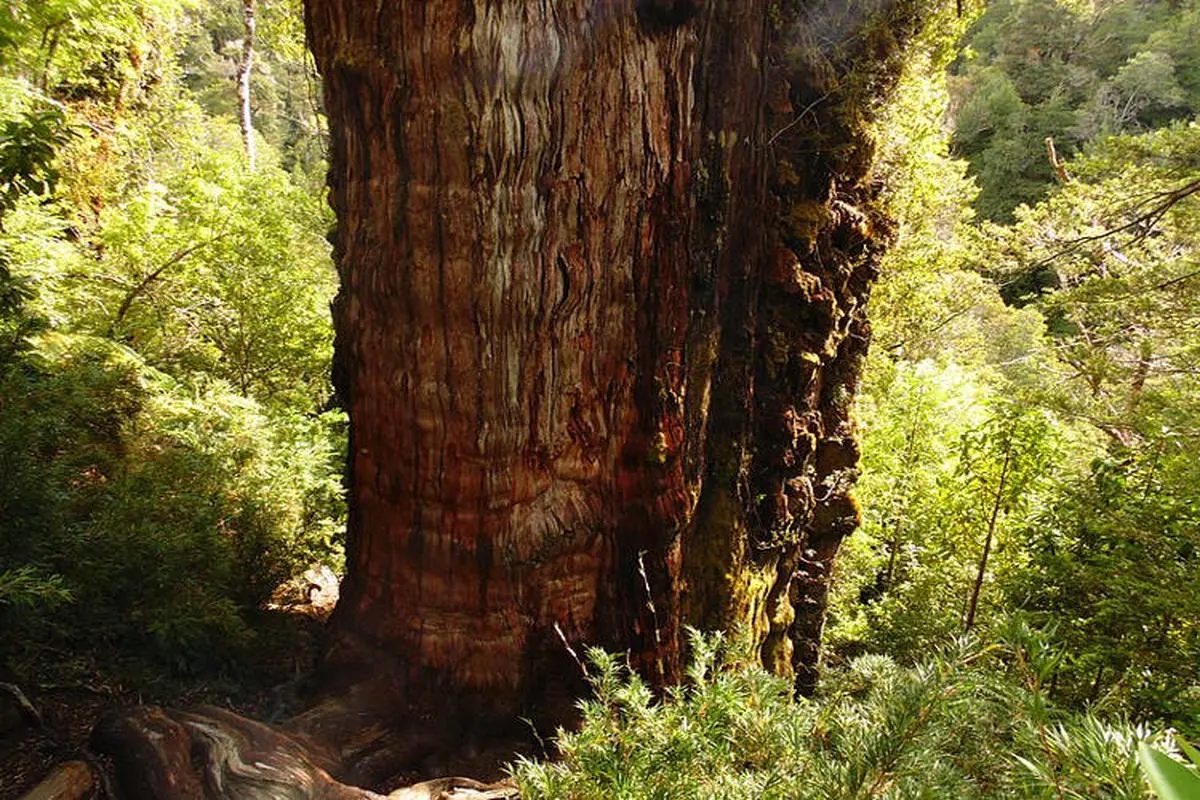 ببینید| سرو شیلیایی، قدیمی ترین درخت زنده جهان