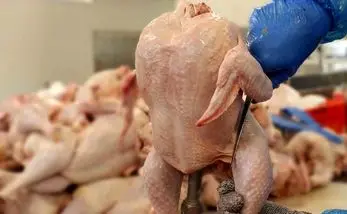 قیمت مرغ گرم امروز چهارشنبه 1 شهریور | هر کیلو مرغ امروز چند؟