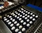 صادرات ۱۱۰ هزار تن تخم مرغ تا پایان آبان ماه به ارزش ۱۳۰ میلیون دلار
