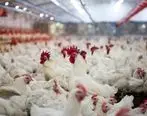 حمایت 216 میلیاردی بانک کشاورزی از راه اندازی مزرعه بزرگ پرورش مرغ مادر و مرغداری گوشتی مدرن در مازندران

