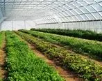 احداث گلخانه سبزی و صیفی با حمایت 21 میلیارد ریالی بانک کشاورزی 