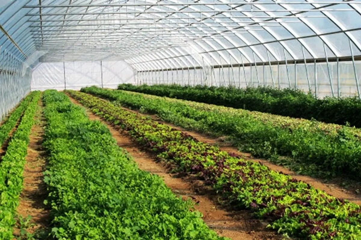 احداث گلخانه سبزی و صیفی با حمایت 21 میلیارد ریالی بانک کشاورزی 